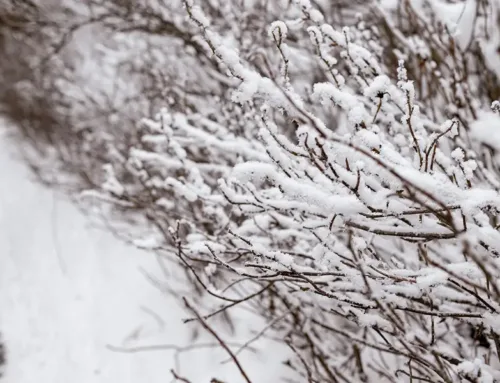 Winter-Proof Your Landscape: Hardy Shrubs for Cold Weather in Texas