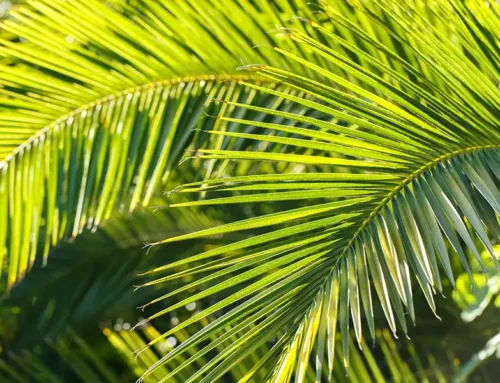 Texas Tough: Cold-Hardy Palms for Your Winter Landscape