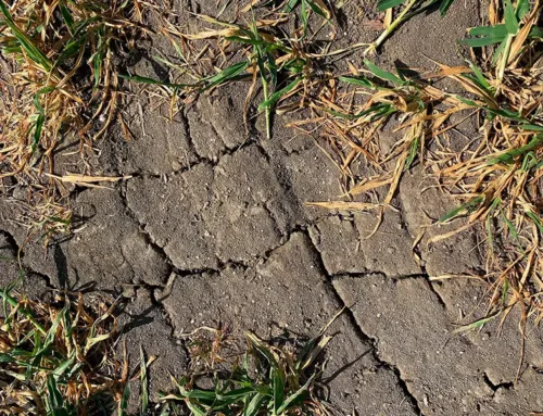 Navigating Drought: Your Sprinkler System’s Survival Guide