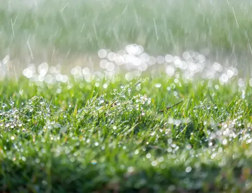 Protect Your Yard from Flooding this Hurricane Season