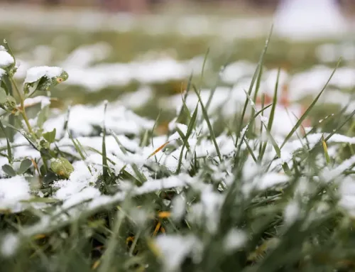 Winter Lawn Care Tips for Seabrook, League City, and Beyond